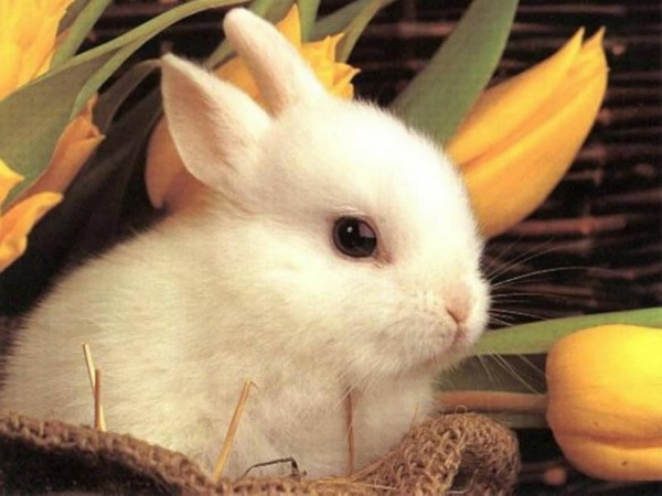 easter wallpapers. White Easter Bunny