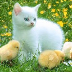 easter-day-wallpaper-for-android 12
