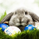 easter-day-wallpaper-for-android 13